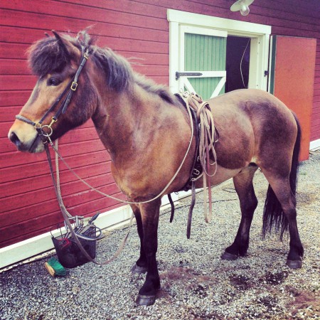 Helgi redo för tömkörning, variation är alltid bra!